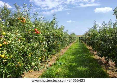 apple trees loaded with apples in an orchard in summer Royalty-Free Stock Photo #84355423
