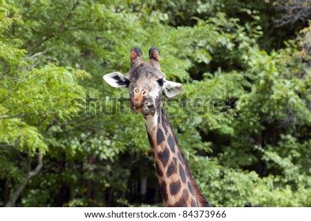 Giraffe portrait eating green leaves background