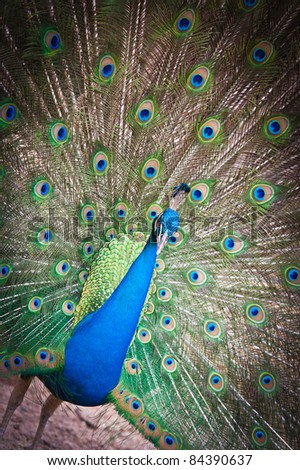 Beautiful spread of a peacock