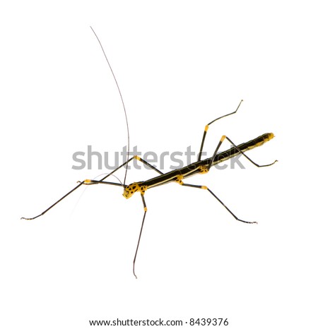stick insect, Phasmatodea - Oreophoetes peruana in front of a white backgroung