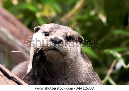 giant river otter looking at camera, costa rica