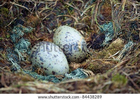 two penguin eggs in a nest of straw