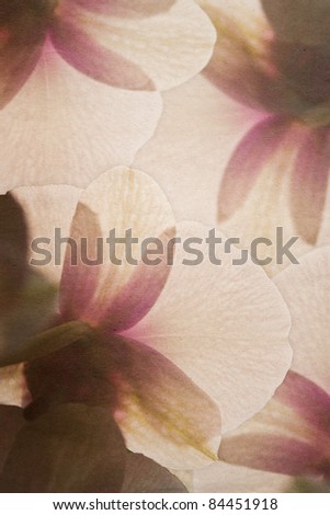 Grunge background of purple orchid flower closeup
