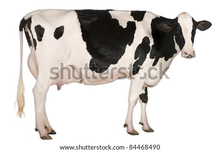 Holstein cow, 5 years old, standing in front of white background Royalty-Free Stock Photo #84468490