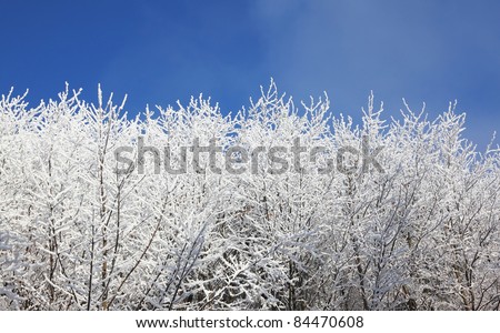 Winter morning in the mountains. Snow-covered tree branches against the blue sky