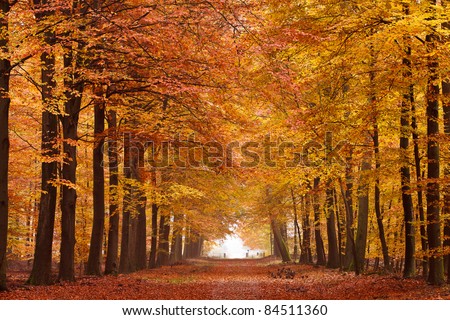 Sand lane with trees on a sunny day in autumn Royalty-Free Stock Photo #84511360