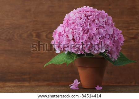 Blossoming pink hydrangea in pot on the wooden background
