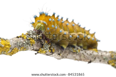 Caterpillar of the Giant Peacock Moth, Saturnia pyri, on tree branch in front of white background
