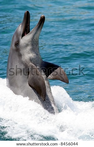 Dolphin with wide open mouth half out of the water