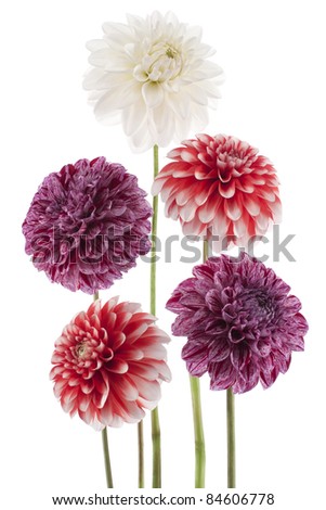 Studio Shot of  Red and White Colored Dahlias Isolated on White Background. Large Depth of Field (DOF). Macro. Symbol of Elegance, Dignity and Good Taste.
