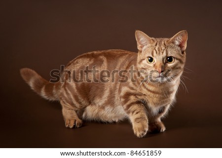 Young marble manchkin cat on dark brown background