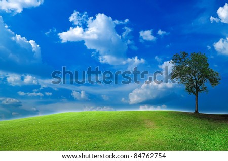 Lonely tree over the grass field and blue sky