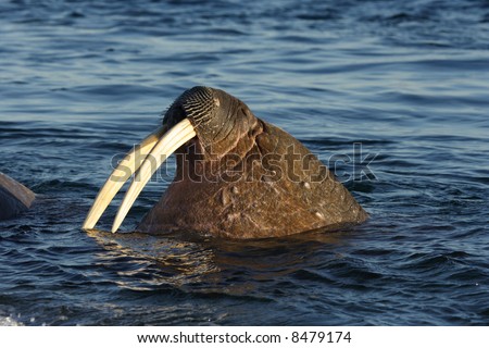 A walrus up in the Arctic Circle on Svalbard