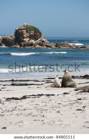 sea lions on a beach, kangaroo island, adelaid, australia