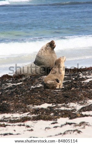 sea lions on a beach, kangaroo island, adelaid, australia