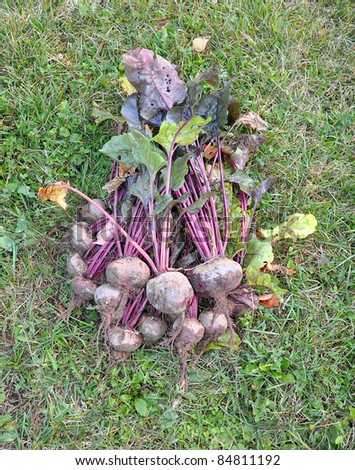 Tubers of a beet with leaves lie on a grass