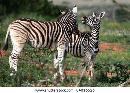 Two young plains or Burchells zebras interacting