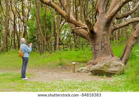 AdventureIsAgeless. Woman tourist looking at big tree in old city park in Vancouver, Canada.