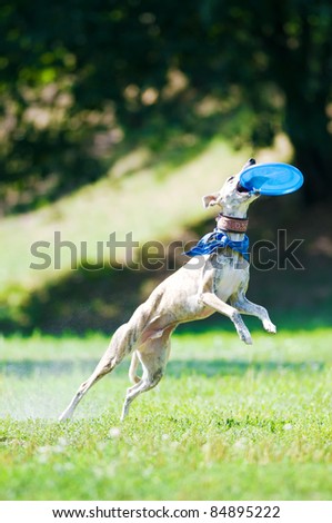 whippet dog and fly frisbee