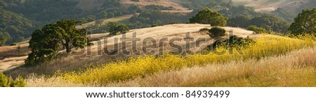 A panorama of California oak grassland and mustard wildflower field in summer, in Calero Park, near San Jose