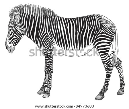 zebra vector illustration, hand drawn monochrome image in black and white isolated on white background