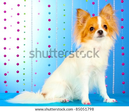 funny little dog on blue background