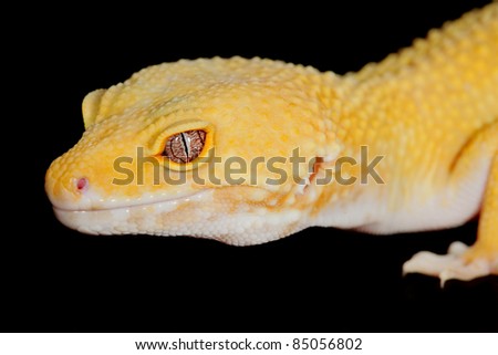 a picture of a beautiful leopard gecko