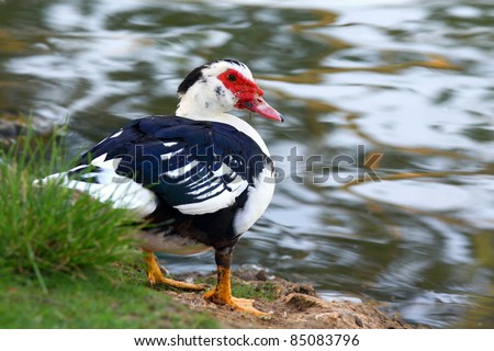 Butchered Duck on lake background