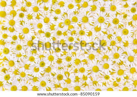 Group of Chamomile flower heads ? background