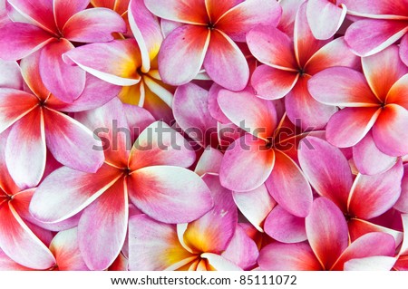 Frangipani flowers, a variety of background colors.