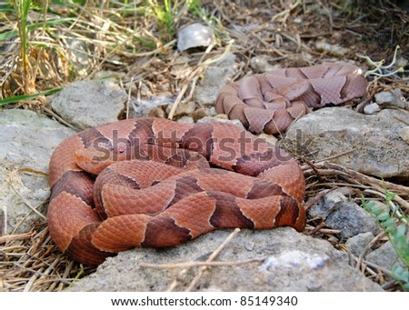 Snake Den - Osage Copperhead, Agkistrodon contortrix phaeogaster