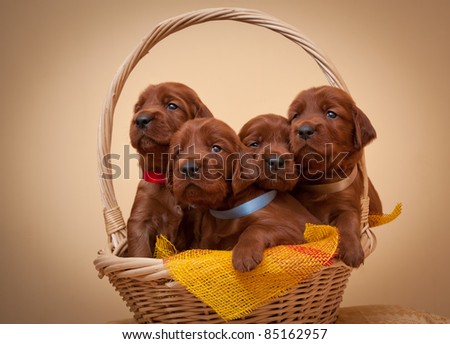 Four puppies of setter sit in basket, studio,horizontal Royalty-Free Stock Photo #85162957
