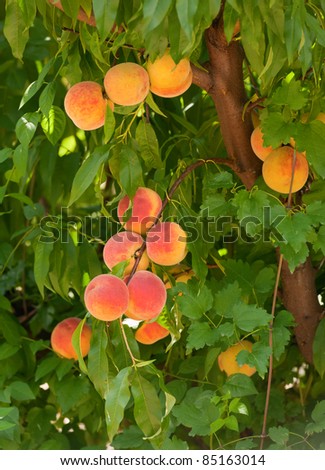 Branch with peaches, close up, vertical Royalty-Free Stock Photo #85163014