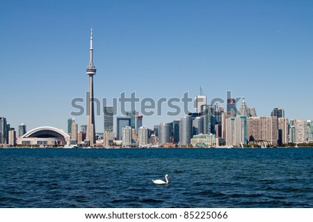 Toronto skyline with a swan in the foreground