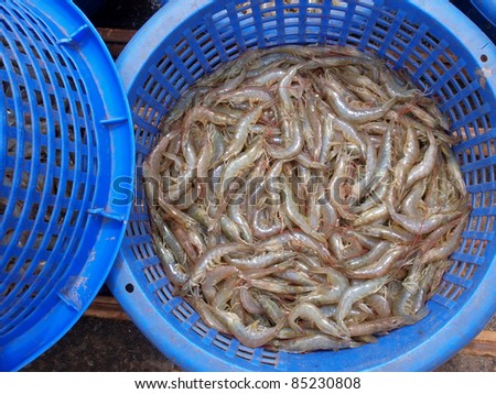 Stock Photo: fresh brown tiger shrimp