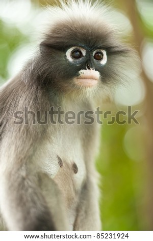monkey(presbytis obscura reid) on  tree