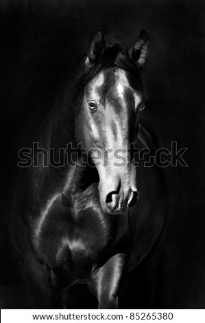 Black kladruby horse portrait on the dark background, black and white photography