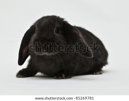 Cute bunny isolated on background