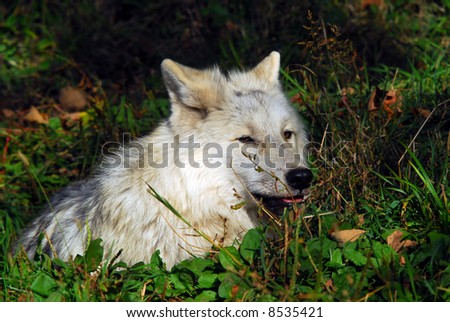 Picture of an Arctic Wolf at rest in the grass