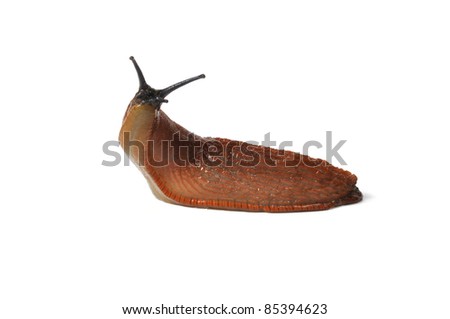 Macro of big Spanish Slug (Arion vulgaris) isolated on white background Royalty-Free Stock Photo #85394623