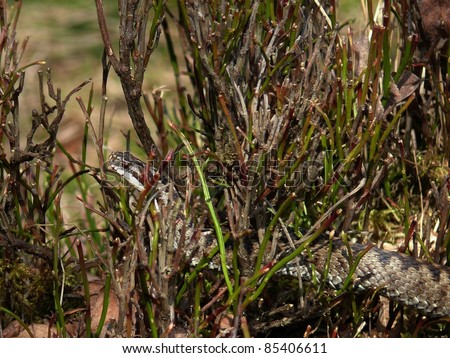 European adder crawling through a bilberry bush