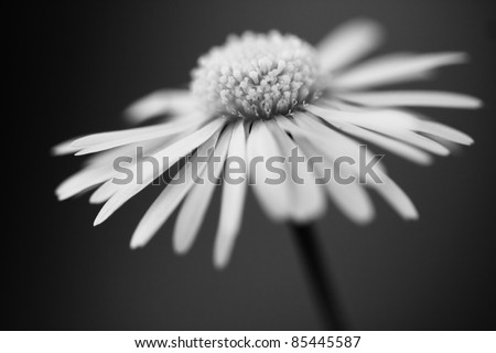 close up of white daisy on artistic background with soft focus