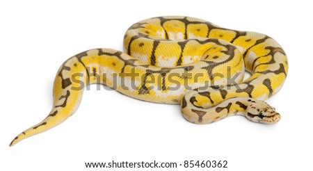 Female Killerbee Royal python, ball python, Python regius, 1 year old, isolated on white