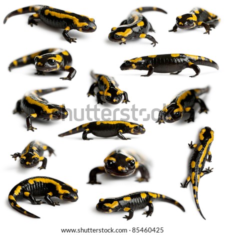 Collection of Fire salamanders, Salamandra salamandra, in front of white background