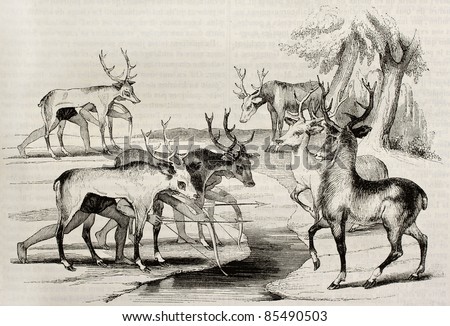 Native Americans camouflage hunting deers in Florida. By unidentified author, published on Magasin Pittoresque, Paris, 1842