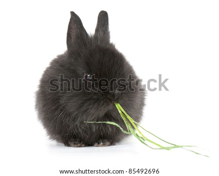 Small racy dwarf black bunny isolated on white background. studio photo.