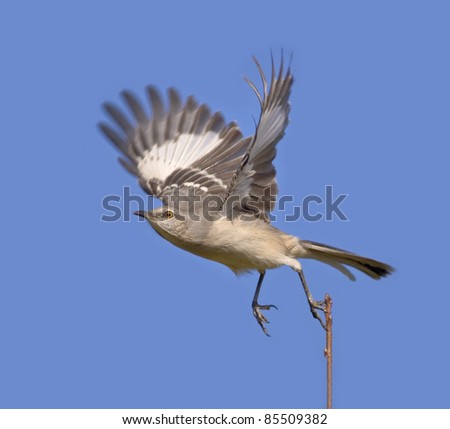 Northern Mockingbird taking off. Latin name - Mimus polyglottos.