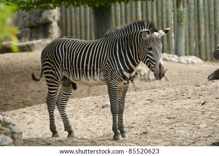 Zebra is African Equid / Horse Family / Best Known For Their Distinctive Black and White Stripes. Zebra in ZOO - Horizontal Photography