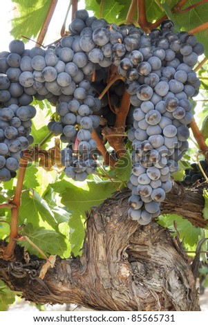 Vineyard in la RIoja before the harvest (Spain)