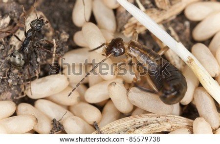 Earwig and black ant among ant eggs, macro photo